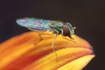 Macro photo of hoverfly on orange flower petal showing details of its head