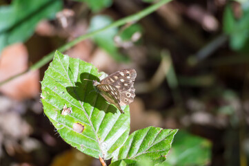 moth on leaf of beech spring time sun