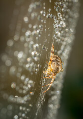 Common garden spider tends her web of jewelled raindrops