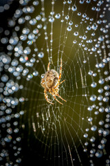 Common garden spider tends her web of jewelled raindrops