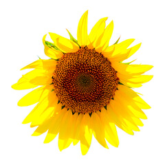 Blooming sunflower on a white isolated background.