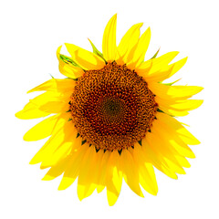 Obraz premium Blooming sunflower on a white isolated background.