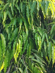 pole glodokan plant, its scientific name is Polyalthia longifolia