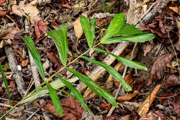 Plants with lush foliage in the forest