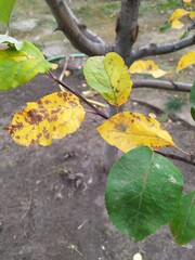 autumn leaves on the ground