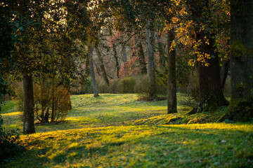 Fototapeta premium End of the day sheltered under the trees and the greenery 