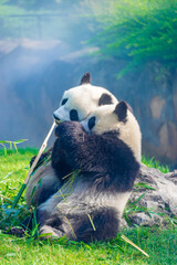 Mother Panda Yuan Yuan and her baby Panda Yuan Meng are Snuggling and eating bamboo in the morning, zoo beauval, France