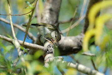 color, outdoor, summer, russia, siberia, western siberia, khanty-mansiysk, larva, insect larva, phylloscopus trochilus, willow warbler, yellow, forest, warbler, white, colorful, perched, park, songbir