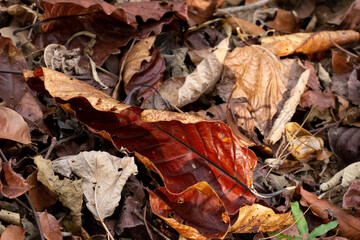 Fallen leaves close up