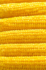 Sweet corn, ready to eat on wooden board