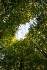 Looking up in Forest, tree tops with blue sky.