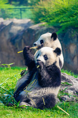 Mother Panda Yuan Yuan and her baby Panda Yuan Meng are Snuggling and eating bamboo in the morning, zoo beauval, France