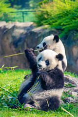 Mother Panda Yuan Yuan and her baby Panda Yuan Meng are Snuggling and eating bamboo in the morning, zoo beauval, France
