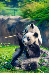 Mother Panda Yuan Yuan and her baby Panda Yuan Meng are Snuggling and eating bamboo in the morning, zoo beauval, France