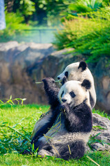 Mother Panda Yuan Yuan and her baby Panda Yuan Meng are Snuggling and eating bamboo in the morning, zoo beauval, France