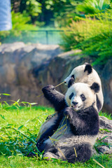 Mother Panda Yuan Yuan and her baby Panda Yuan Meng are Snuggling and eating bamboo in the morning, zoo beauval, France