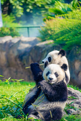 Mother Panda Yuan Yuan and her baby Panda Yuan Meng are Snuggling and eating bamboo in the morning, zoo beauval, France