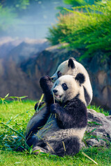 Mother Panda Yuan Yuan and her baby Panda Yuan Meng are Snuggling and eating bamboo in the morning, zoo beauval, France
