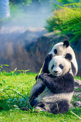 Mother Panda Yuan Yuan and her baby Panda Yuan Meng are Snuggling and eating bamboo in the morning, zoo beauval, France