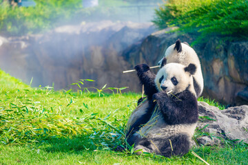 Mother Panda Yuan Yuan and her baby Panda Yuan Meng are Snuggling and eating bamboo in the morning, zoo beauval, France