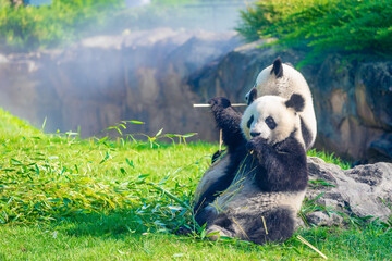 Mother Panda Yuan Yuan and her baby Panda Yuan Meng are Snuggling and eating bamboo in the morning, zoo beauval, France