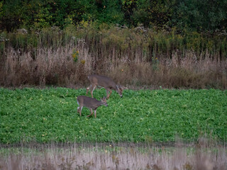 White Tail Deer
