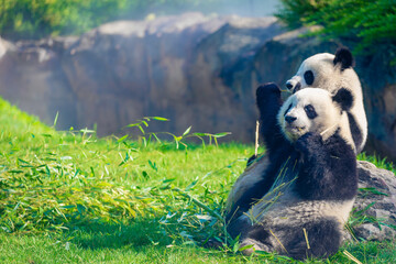 Mother Panda Yuan Yuan and her baby Panda Yuan Meng are Snuggling and eating bamboo in the morning, zoo beauval, France