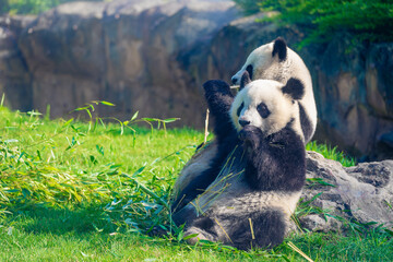 Mother Panda Yuan Yuan and her baby Panda Yuan Meng are Snuggling and eating bamboo in the morning, zoo beauval, France