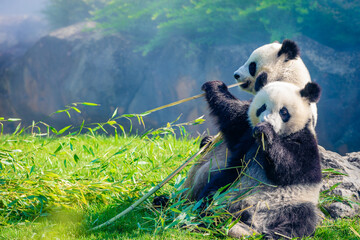 Mother Panda Yuan Yuan and her baby Panda Yuan Meng are Snuggling and eating bamboo in the morning, zoo beauval, France