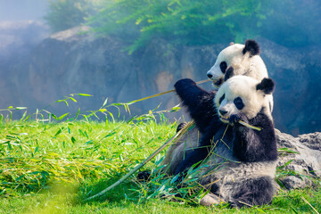 Mother Panda Yuan Yuan and her baby Panda Yuan Meng are Snuggling and eating bamboo in the morning, zoo beauval, France