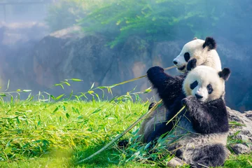 Fotobehang Moeder Panda Yuan Yuan en haar baby Panda Yuan Meng knuffelen en eten bamboe in de ochtend, dierentuin beauval, Frankrijk © Daniel X D