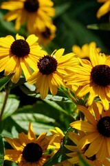 Obraz premium yellow sneezeweed flowers