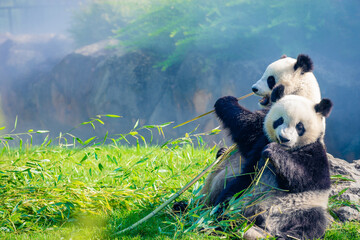 Mother Panda Yuan Yuan and her baby Panda Yuan Meng are Snuggling and eating bamboo in the morning,...