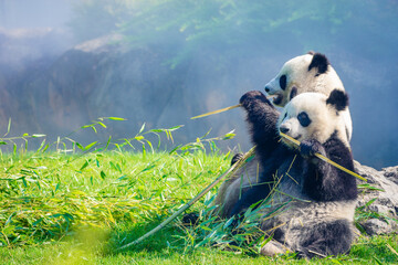 Mother Panda Yuan Yuan and her baby Panda Yuan Meng are Snuggling and eating bamboo in the morning, zoo beauval, France