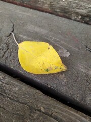 autumn leaves on the ground