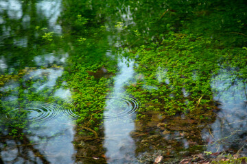 Close-up on a small lake, columned by a green plant, reflections and ripple on the surface	