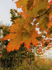 maple leaves in autumn park