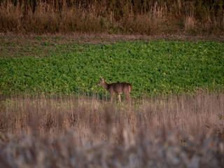 White Tail Deer