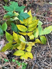 autumn yellow leaves in the forest