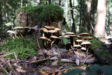 Fototapeta na wymiar Yellow forest mushrooms grew on a fallen tree