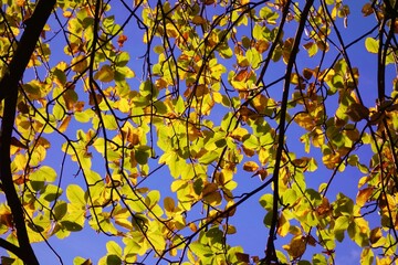 Autumn leaves on a blue sky.