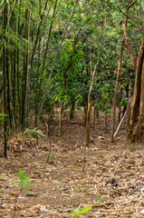 Fototapeta premium Trees and leaves that fall in the forest