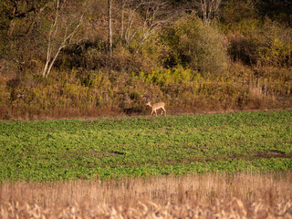 White Tail Deer
