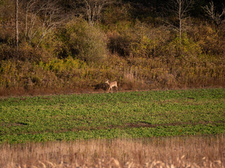 White Tail Deer