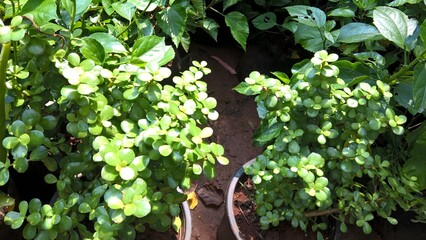 Crassula ovata also known as jade plant or lucky plant  