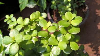 Closeup scenic view of leaves of Crassula ovata, commonly known as jade plant, lucky plant or money tree