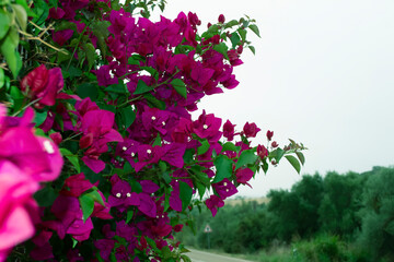 Pink Bugambilia (aka bougainvillea or bouganvilla) flower bloom