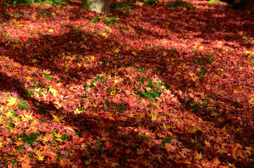 辺り一面に散らばった散り紅葉の間から覗く緑の苔