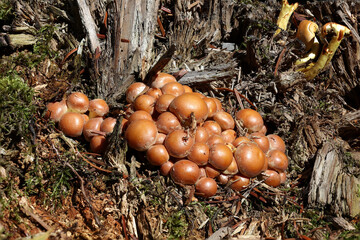 Yellow forest mushrooms grew on a fallen tree