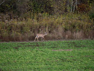 Obraz na płótnie Canvas Whitetail Deer